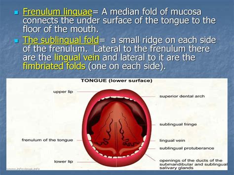 frenulum licking porn